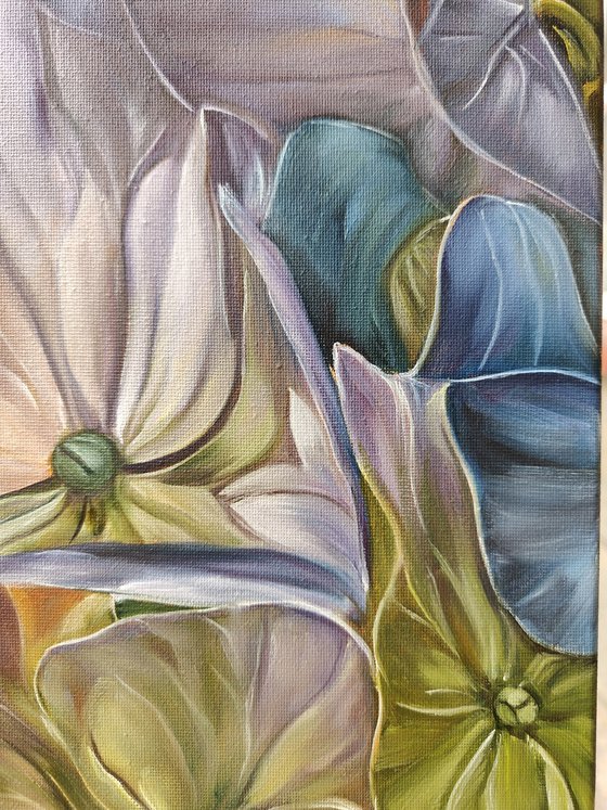 Hydrangea