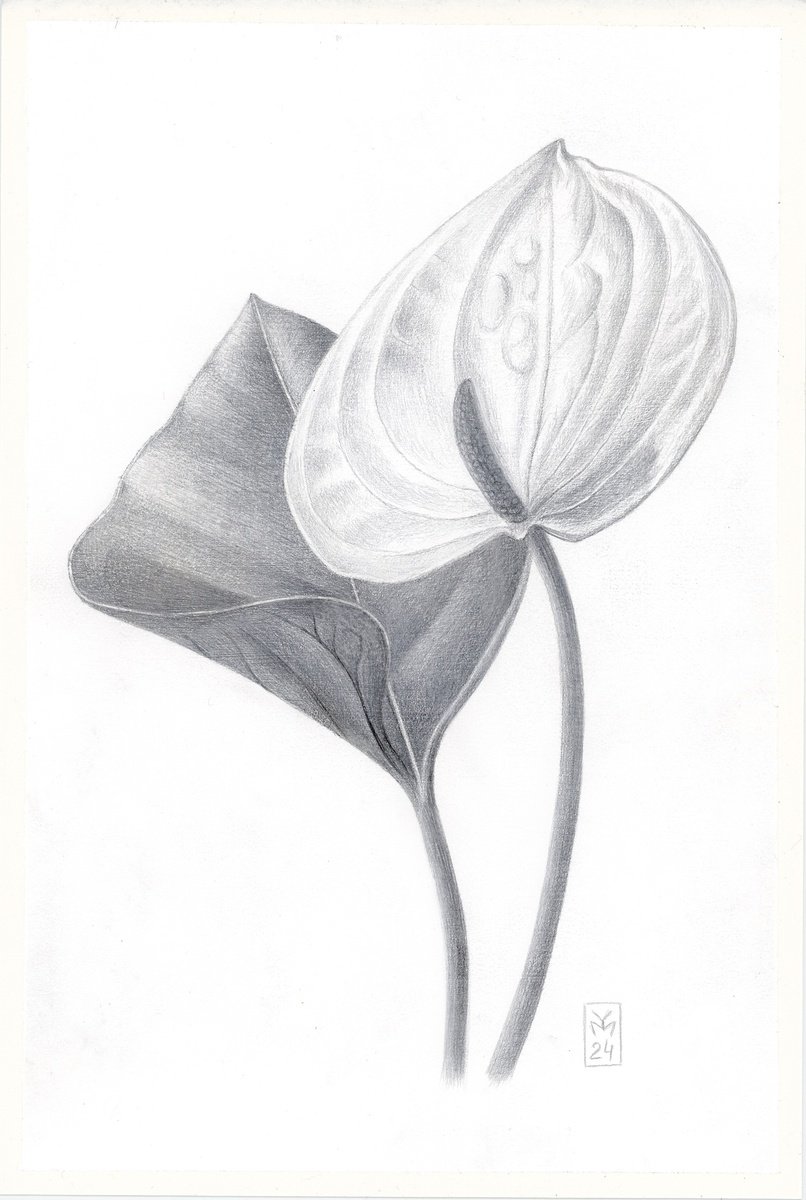 Graphic Botanical Drawing By Yuliia Moiseieva, 7 X 11", Anthurium, Original Artwork