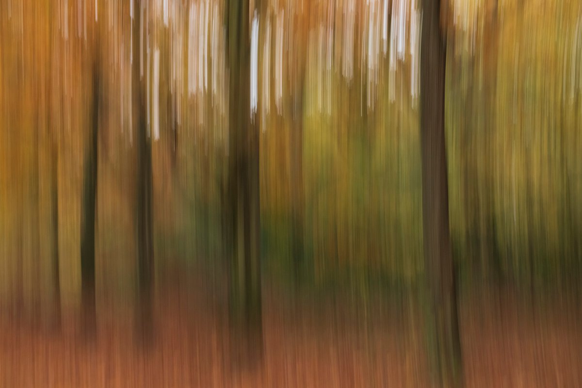 Autumn Forest 2021 1/20 24X16 by Laura Fitzpatrick