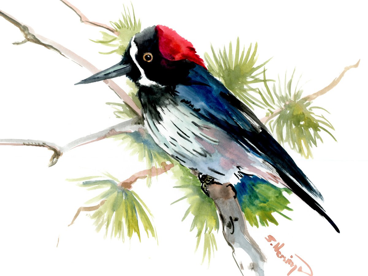 acorn woodpecker watercolor painting