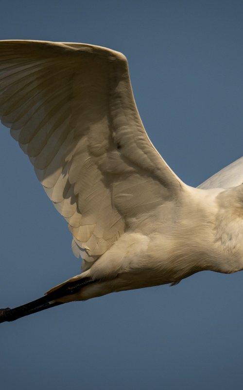 Eddie the Egret by Nick Dale