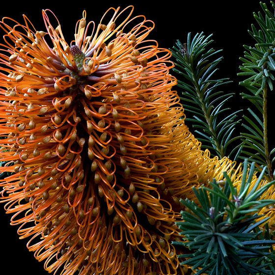 Heath-Leaved Banksia
