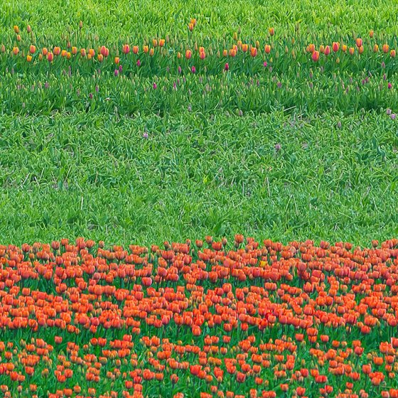 Abstract Flower Landscape - Tulip field I.