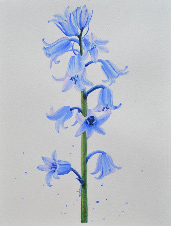 Bluebell a magical flower!