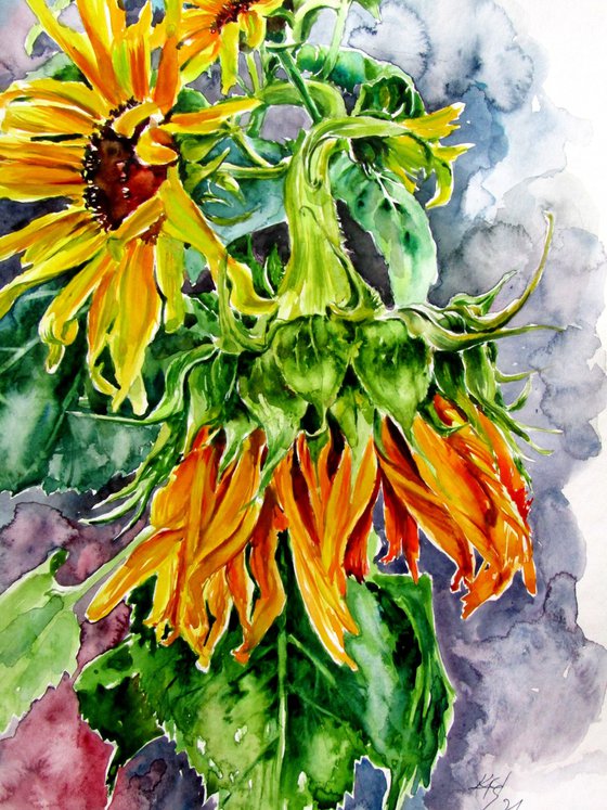 Sunflowers in the garden