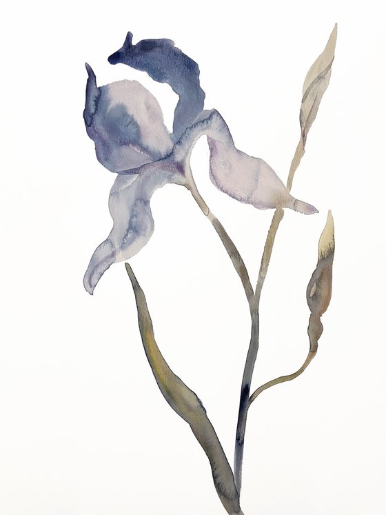 Iris No. 169