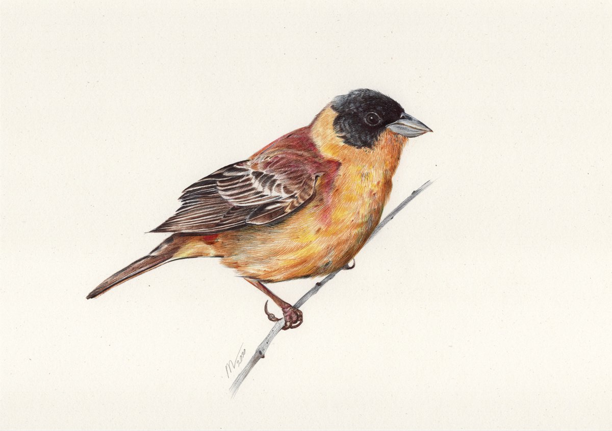 Black-headed Bunting (Ballpoint Pen Drawing) by Daria Maier