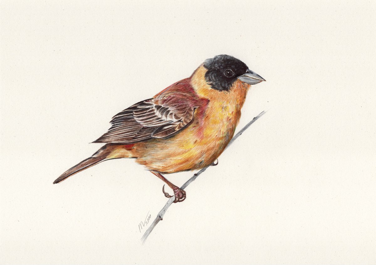 Black-headed Bunting by Daria Maier