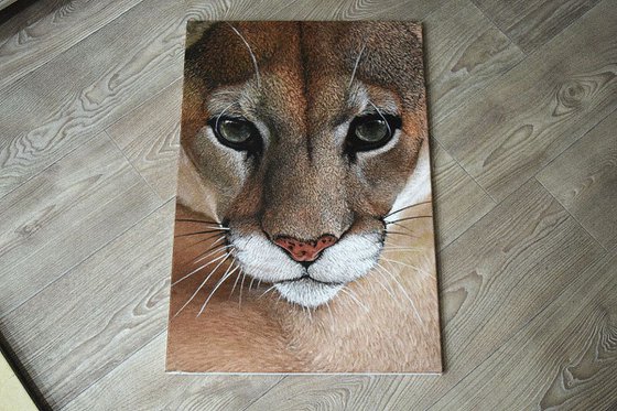 "Mountain Lion" 60 x 40 cm , Ready to Hang / hyperrealism / photorealism / wild cat / wild life/ animalism