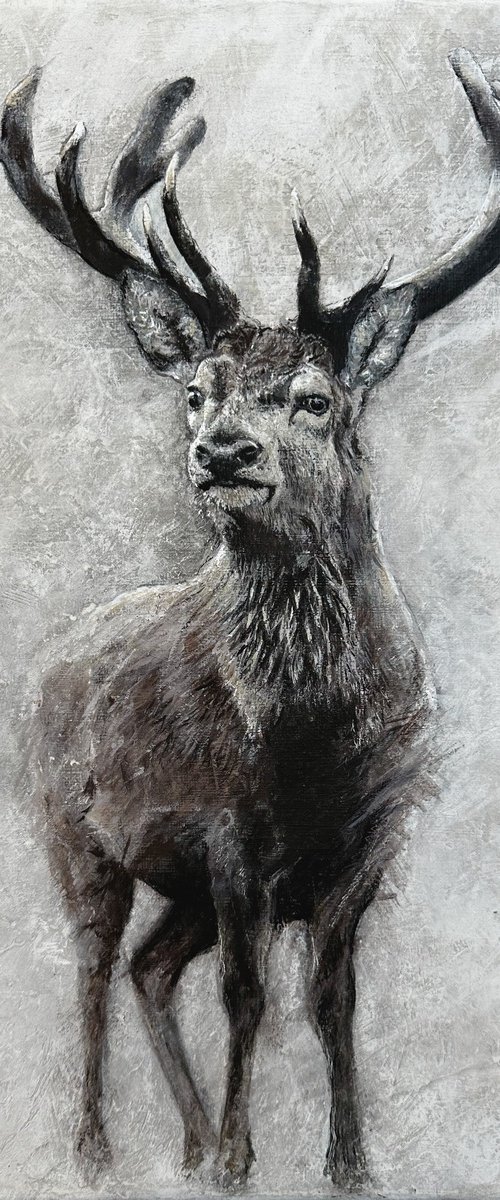 Stag at Winter by Paul Hardern