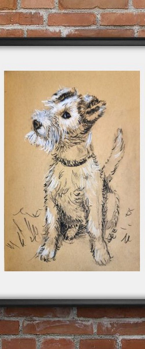 Wire fox Terrier - Pet dog by Asha Shenoy