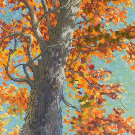 Fall Tree, Looking Upward