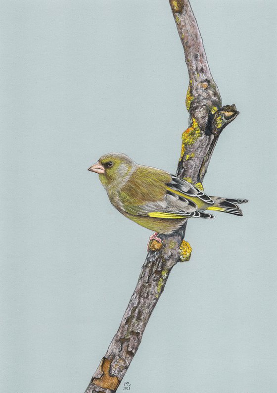 Original pastel drawing bird "Greenfinch"