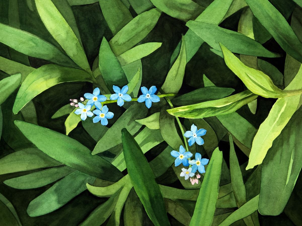 Forget-me-Not by John Kerr