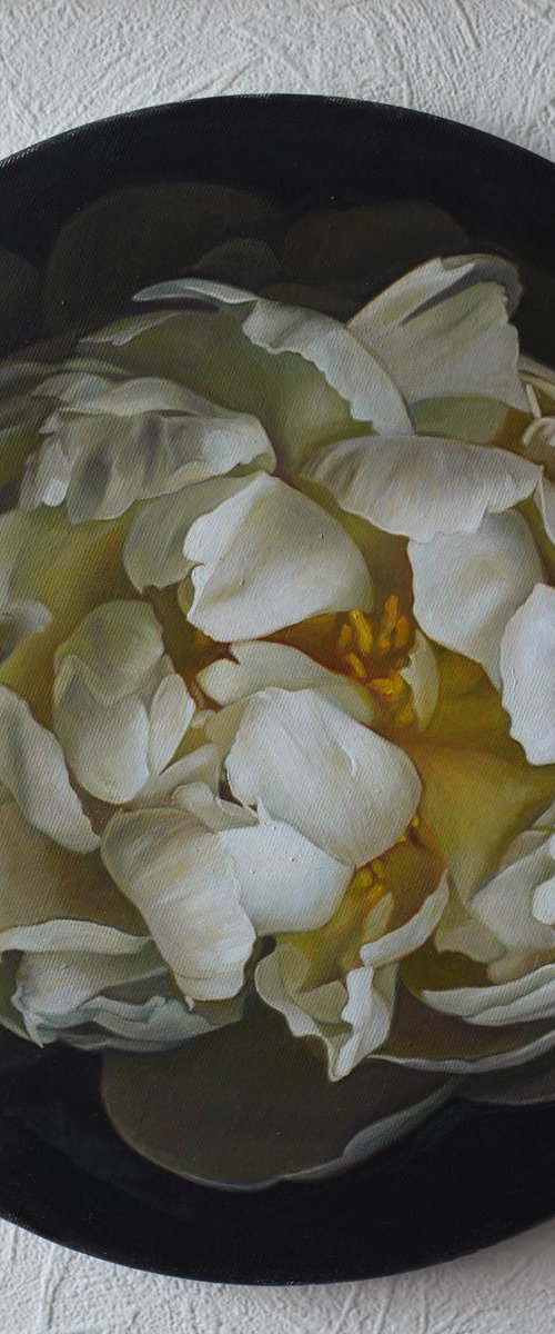white flower in a circle by Darya Klunnikova