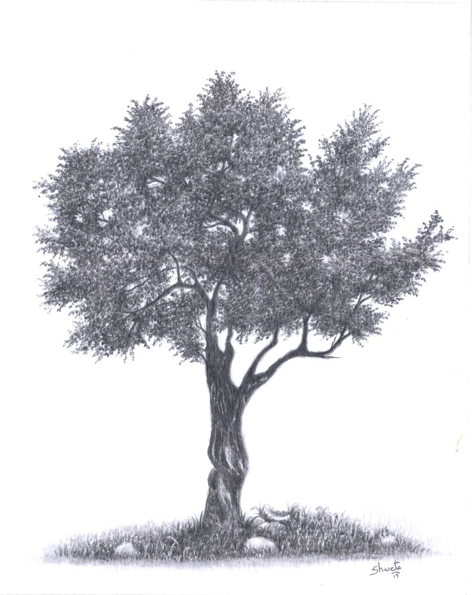 Olive Tree Pencil Drawing by Shweta Mahajan Artfinder