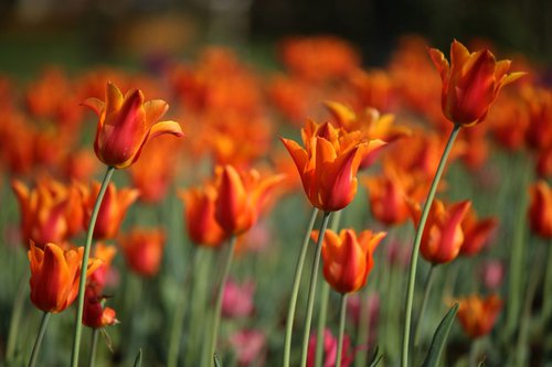 Orange tulips by Sonja  Čvorović