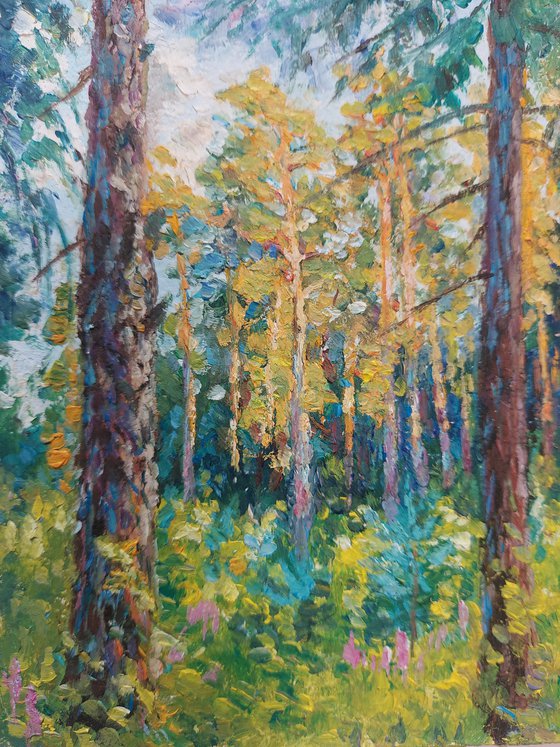Sunset in the Pine Forest