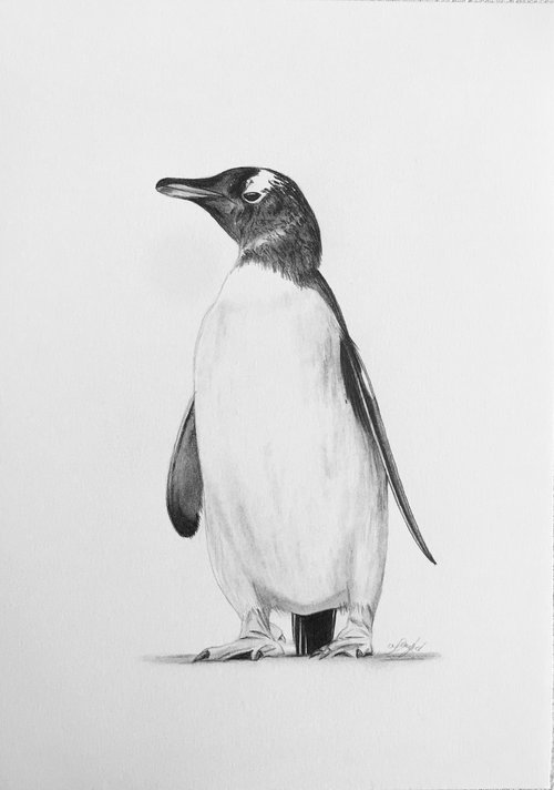 Gentoo Penguin by Amelia Taylor