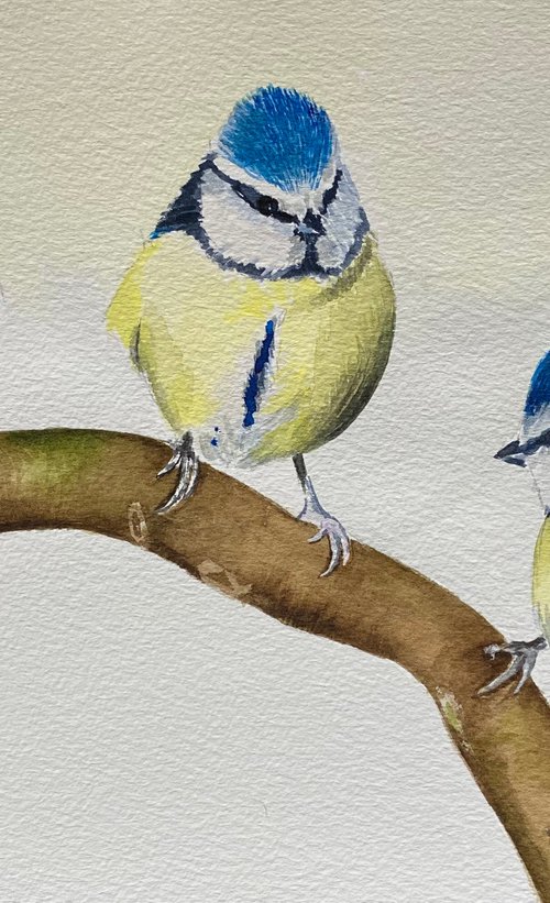 Blue tits on branch by Maxine Taylor