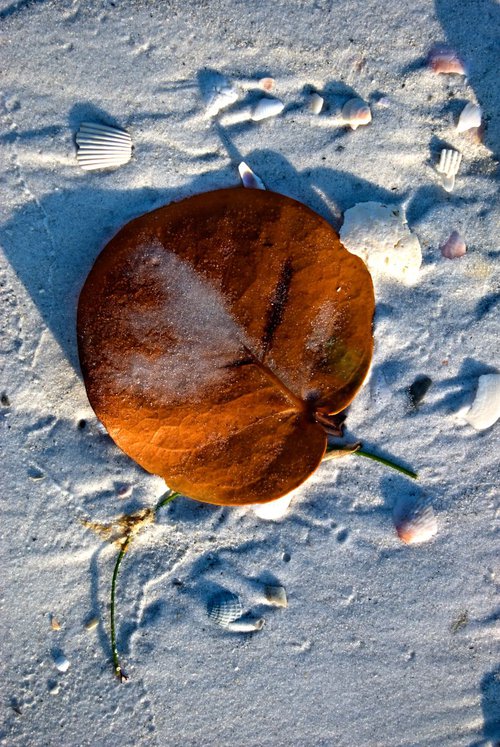 Leaf of Sea Grape by Eugene Norris