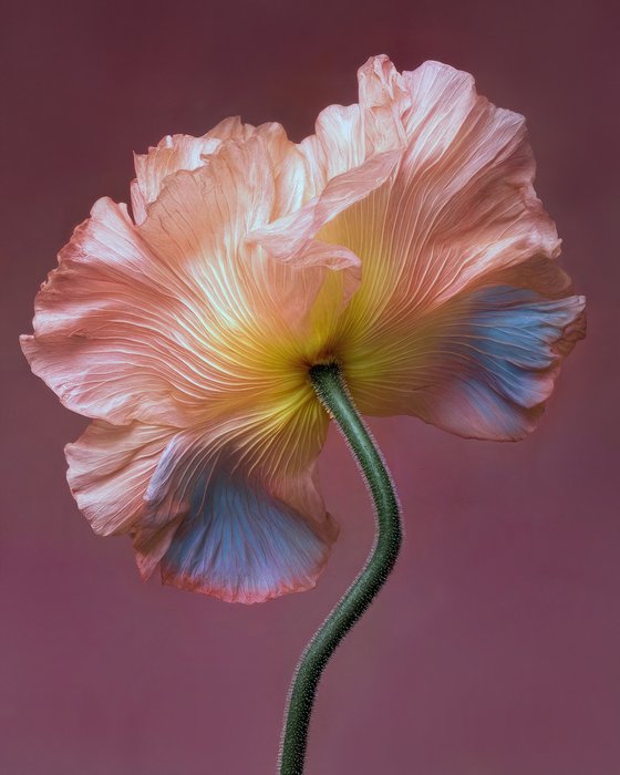 Botanical Grace 2