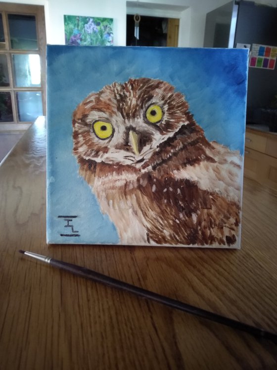 Owl