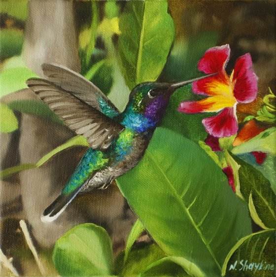 Tropical Hummingbird