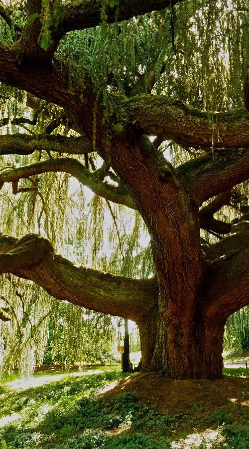 Weeping Blue Atlas Cedar by Alex Cassels