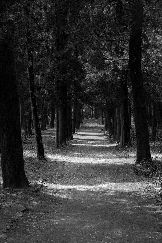 NT#88 Florence panorama and nature X