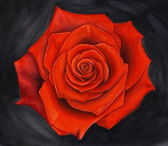 Red rose with black background