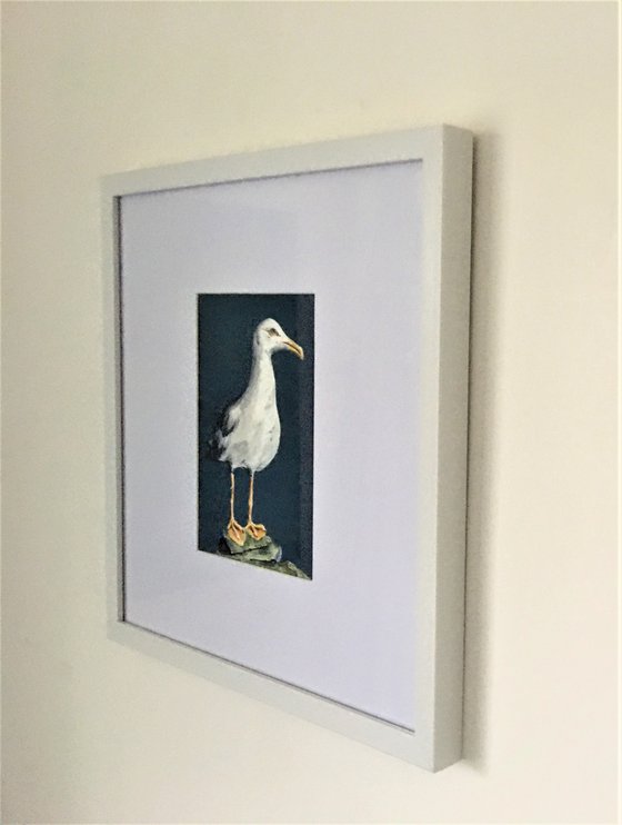 Standing Gull on Clifftop