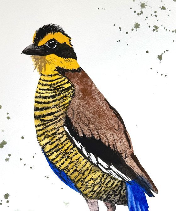 Wil bird Bornean Banded Pittta