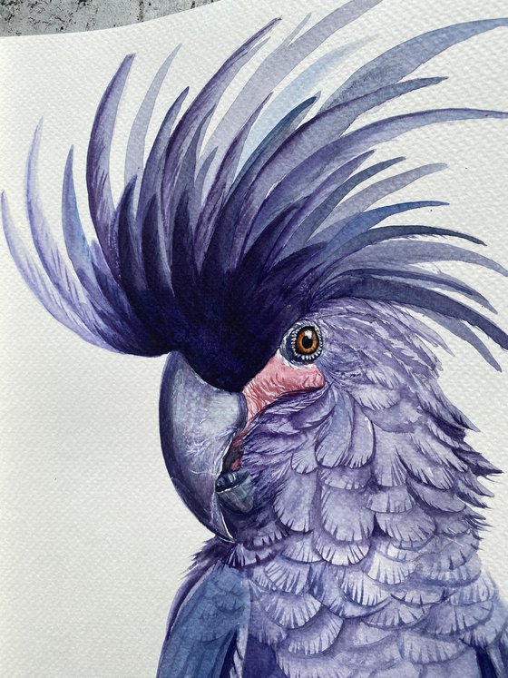 The Negotiation, black palm cockatoo