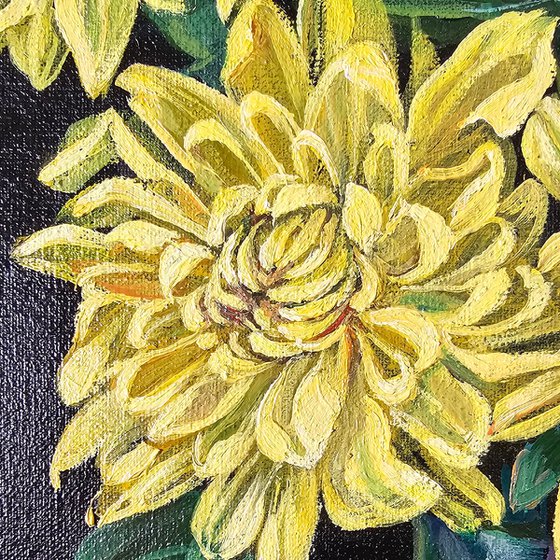 Rainbow Chrysanthemums