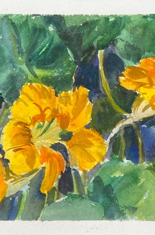 Red nasturtium by Nataliia Nosyk