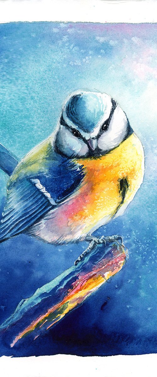 Blue Tit by Karolina Kijak