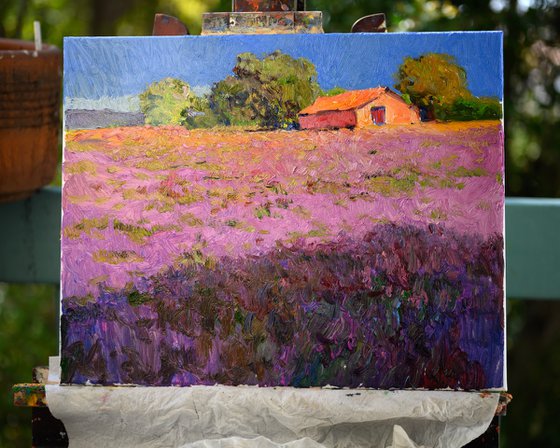 Lavender Field