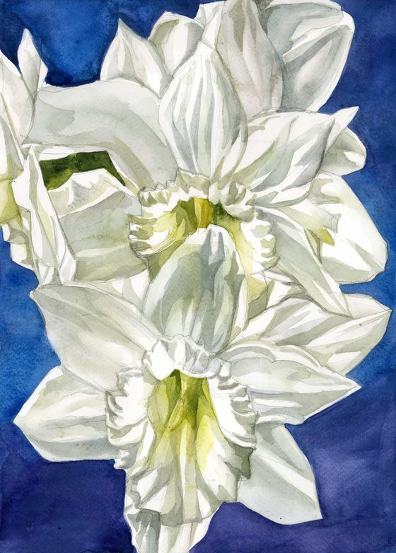 Narcissus in white watercolor floral