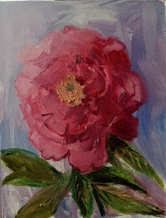 Peony/Garden