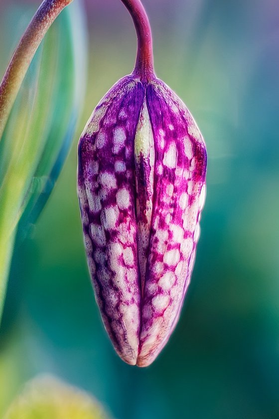 Tropical Dreams of Fritillaria