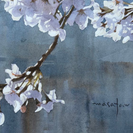 Cherry Blossoms in Gentle Light (Sakura)