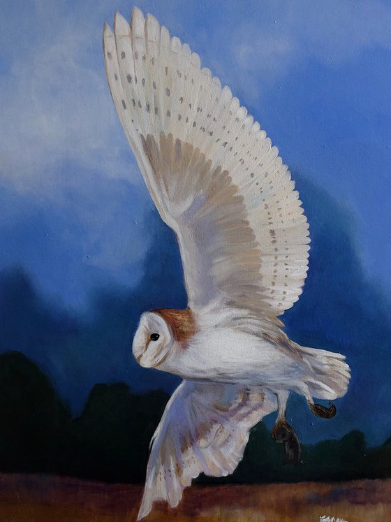 In the Company of Silence (Barn owl hunting)