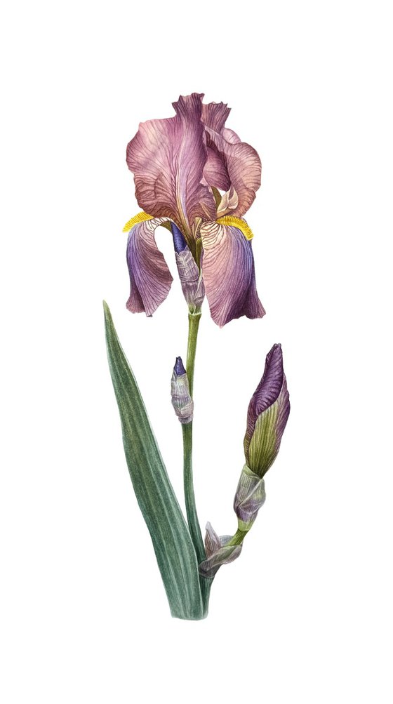 Lilac Iris Painting