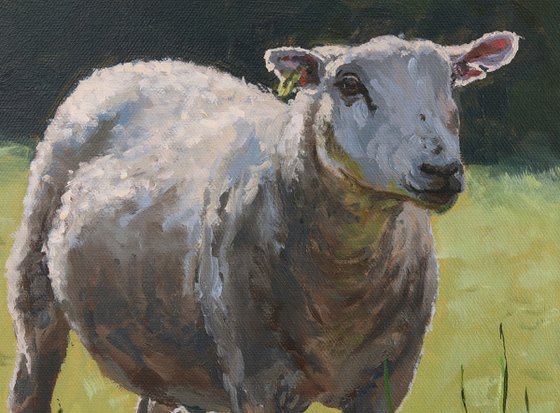 Three Sheep