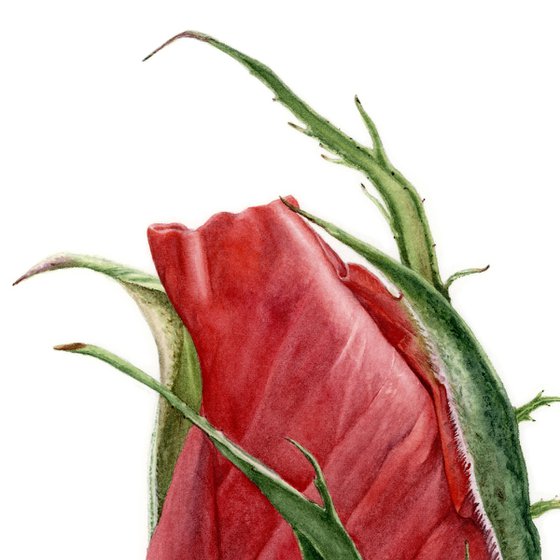 Red Rose Bud