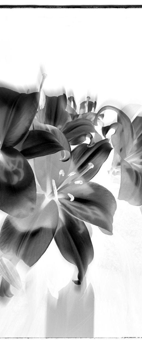 Lillies by Anna Bush