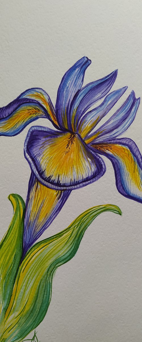 Summer colors - watercolor, iris, flowers, flower, graphics, violet flowers, watercolor flowers by Anastasia Kozorez