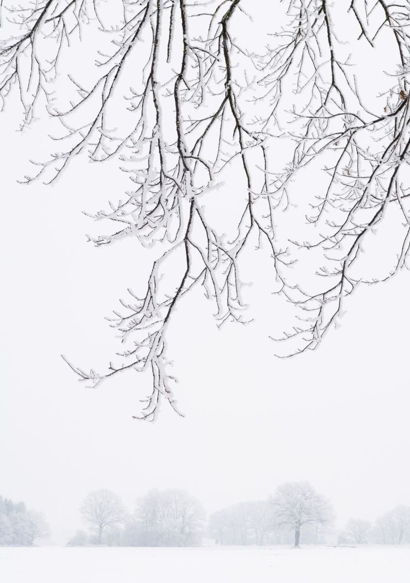 Photorealistic Photograph , Frosty Branches By Tom Hanslien, 33 X 47, Artwork For Sale On Artfinder