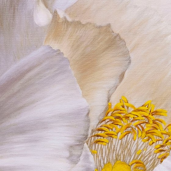 Peony, Soul of a Flower